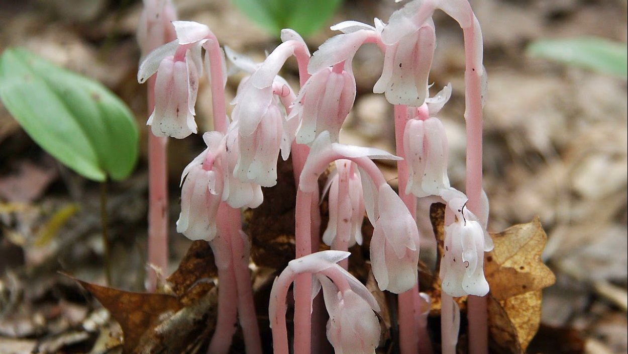 Подъельник одноцветковый