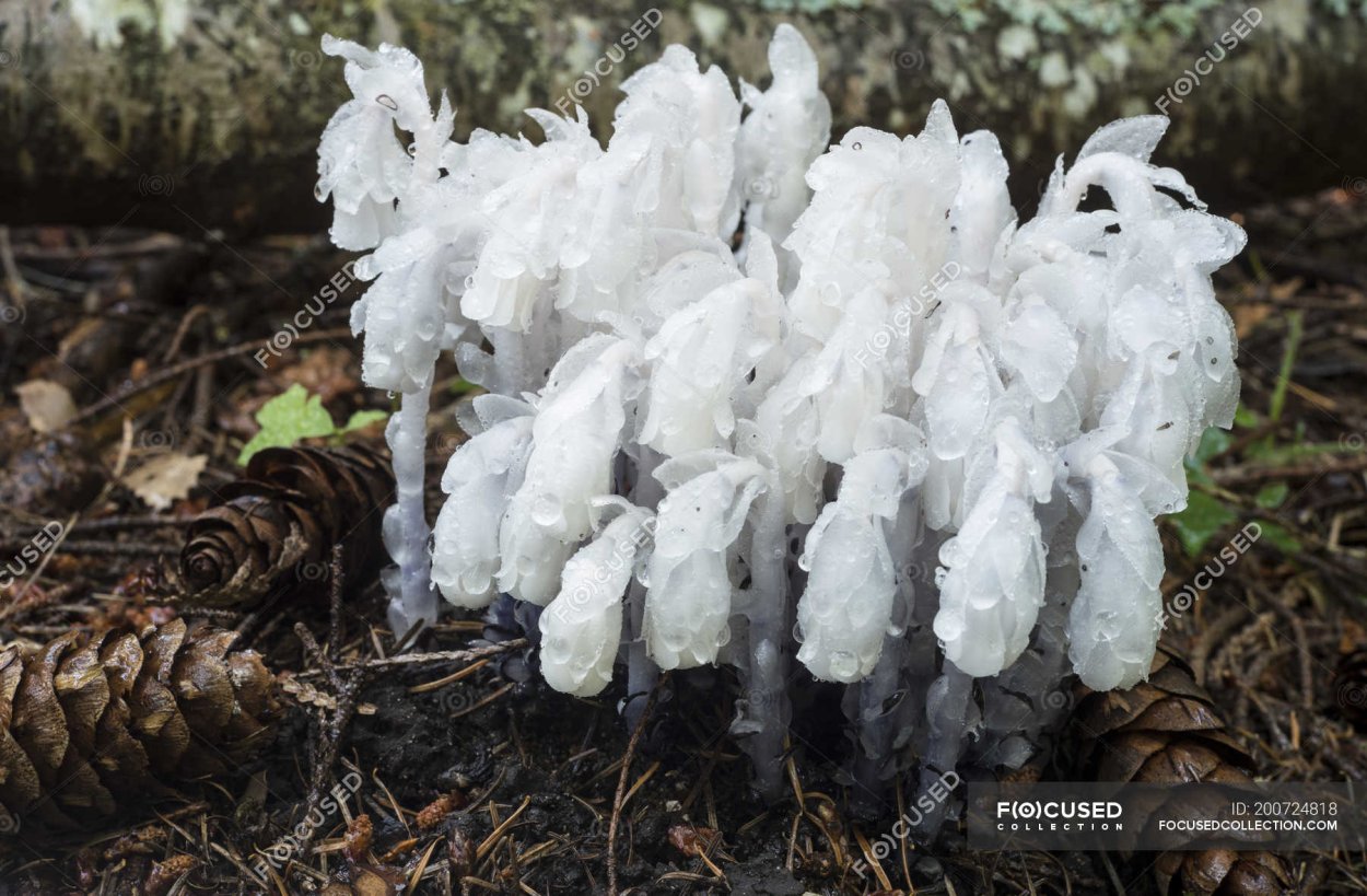 Подъельник обыкновенный гриб