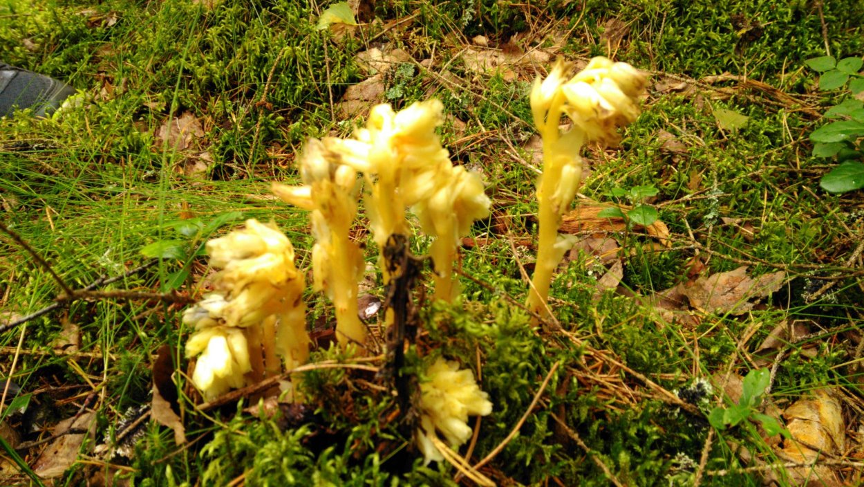 Рамария золотистая гриб