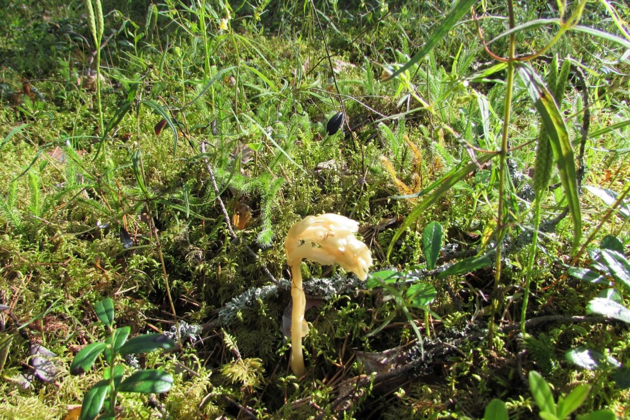 Бесхлорофильные растения