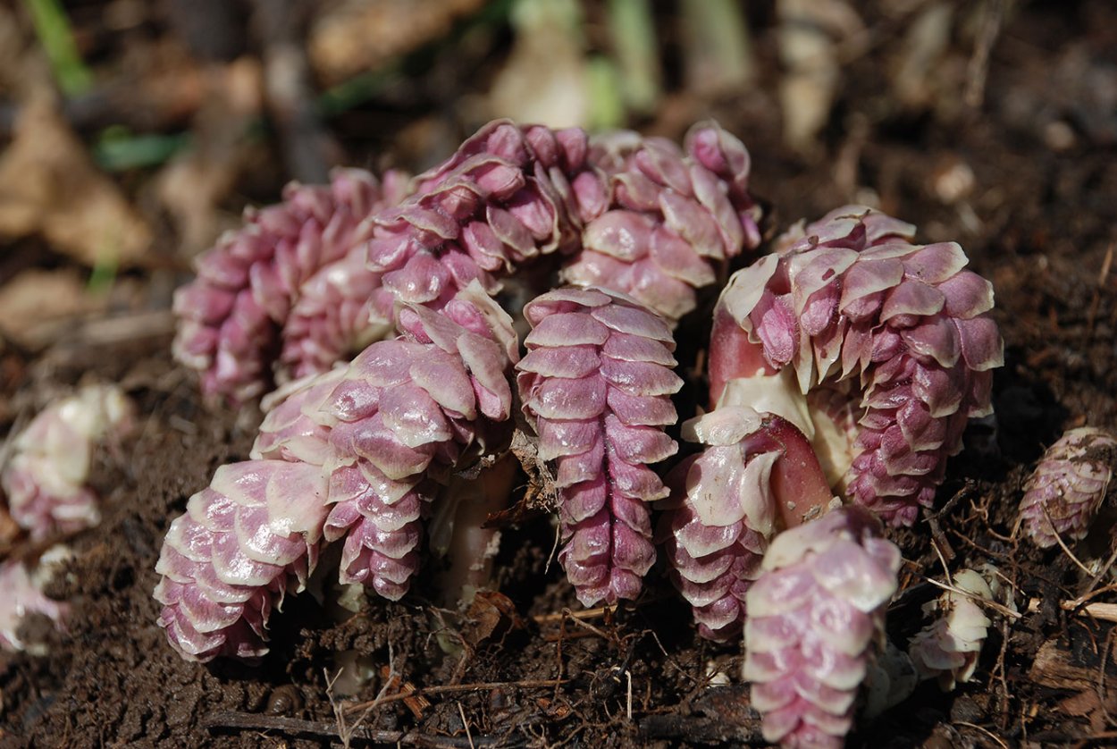Петров крест чешуйчатый (обыкновенный)
