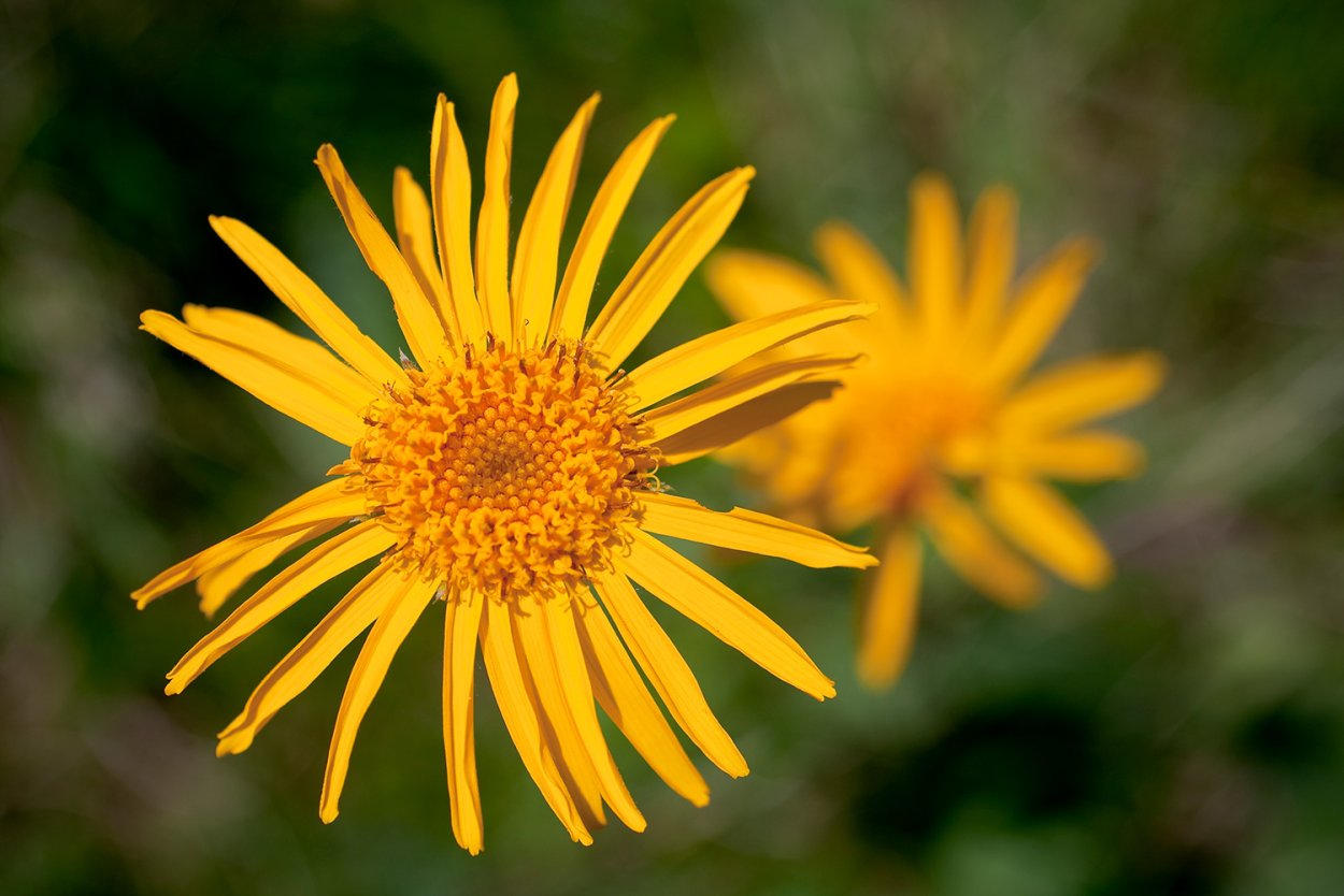 Арника Горная