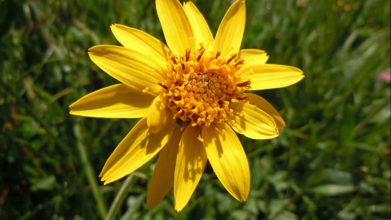 Цветки арники горной