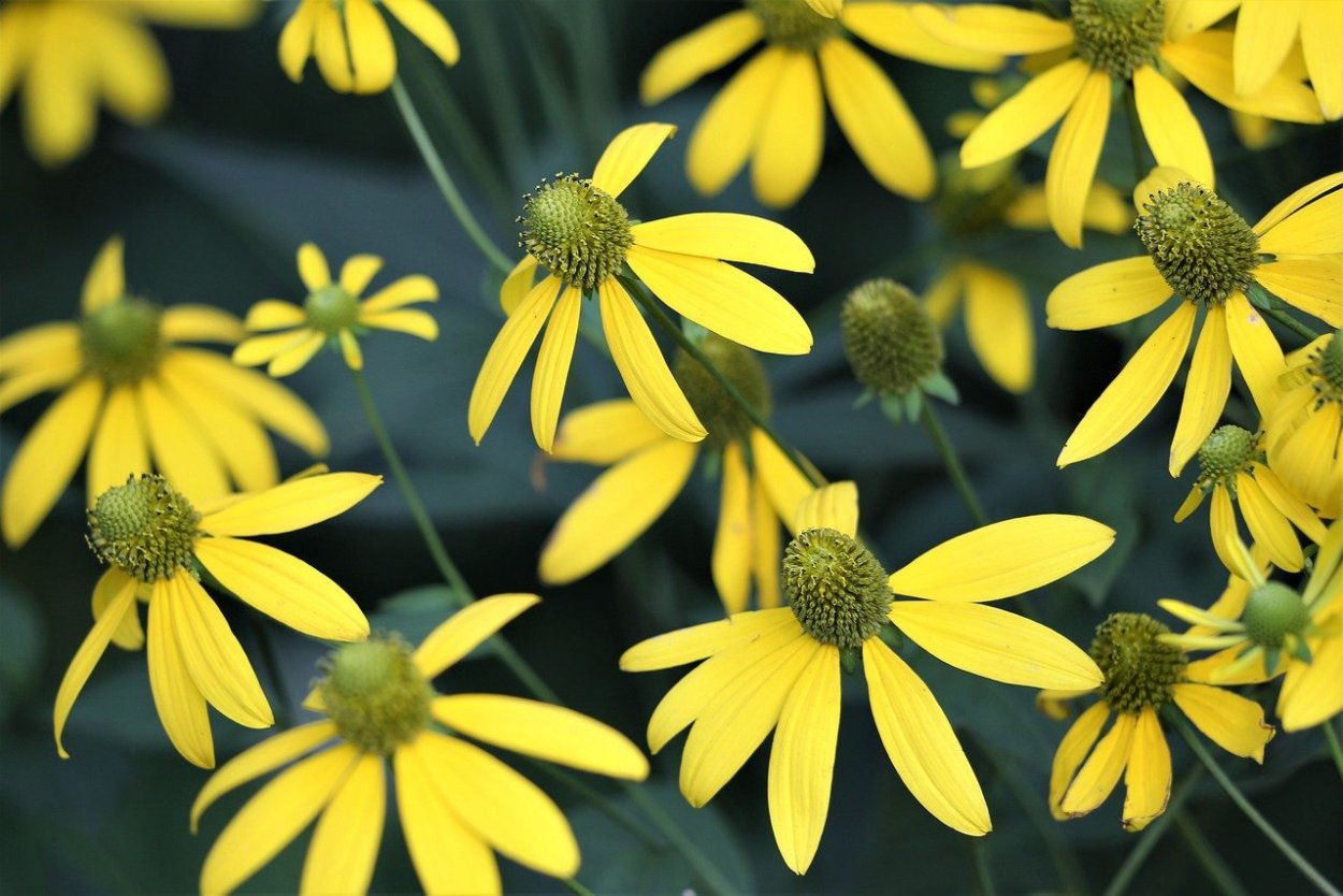 Морозник кавказский Ботаническая иллюстрация