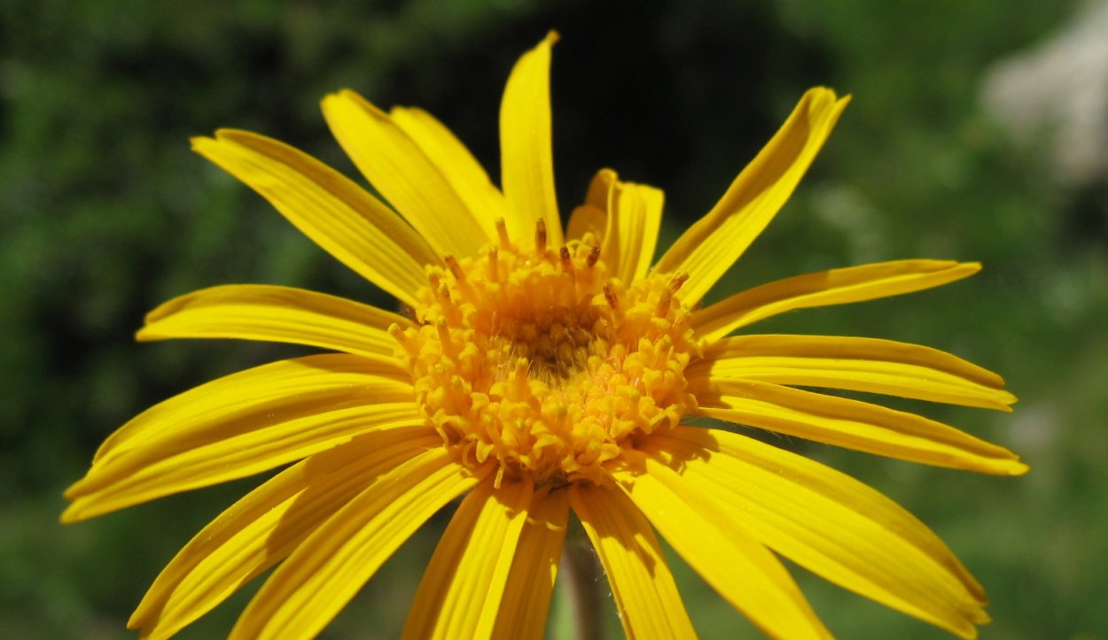 Arnica Montana