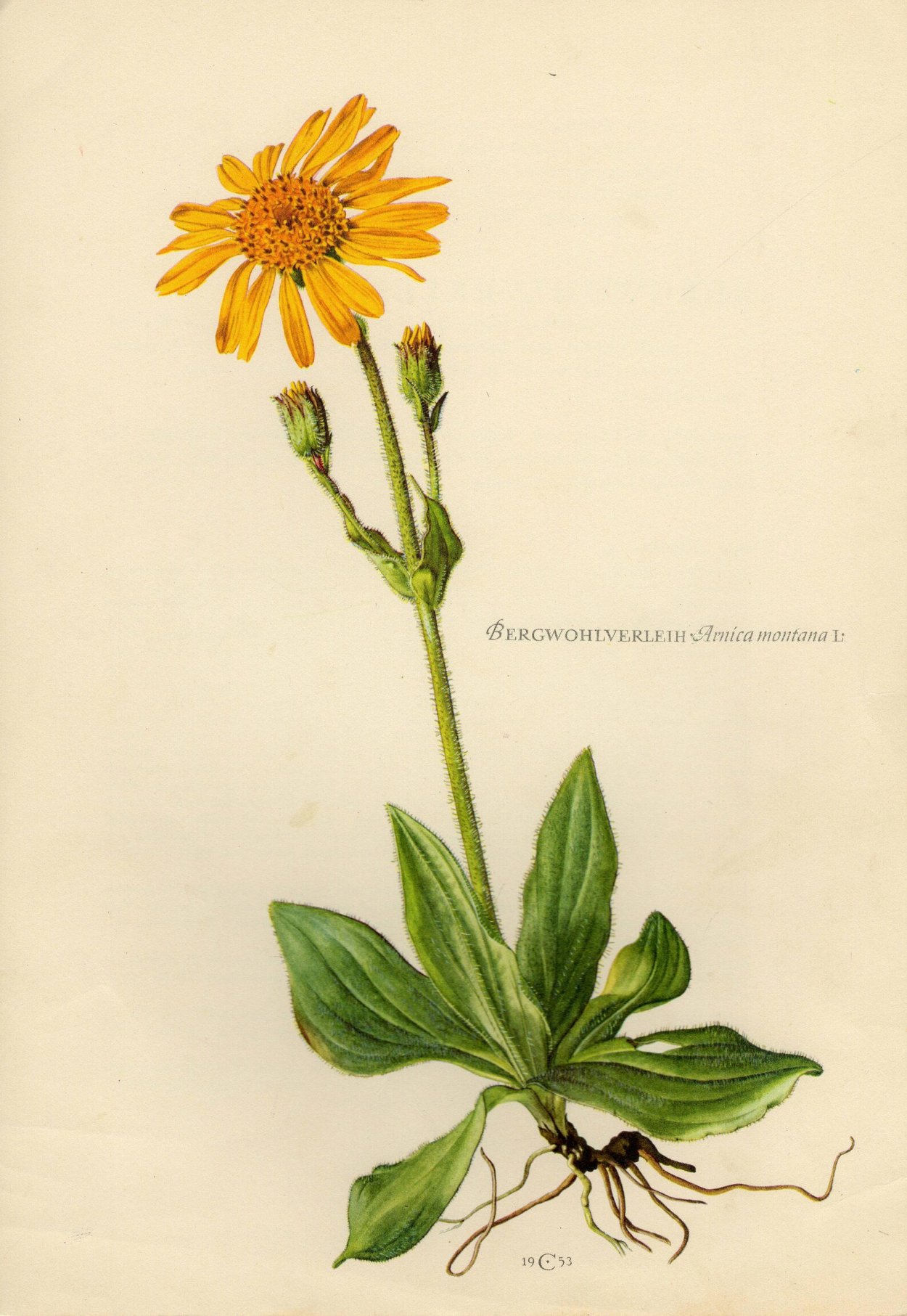 Арника Горная Ботанический рисунок