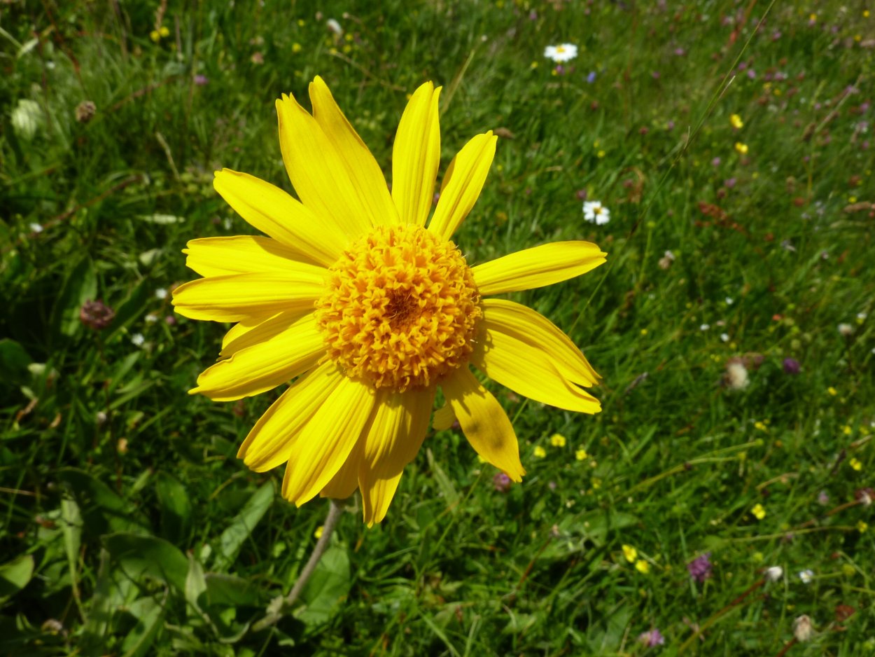 Арника Альпийская