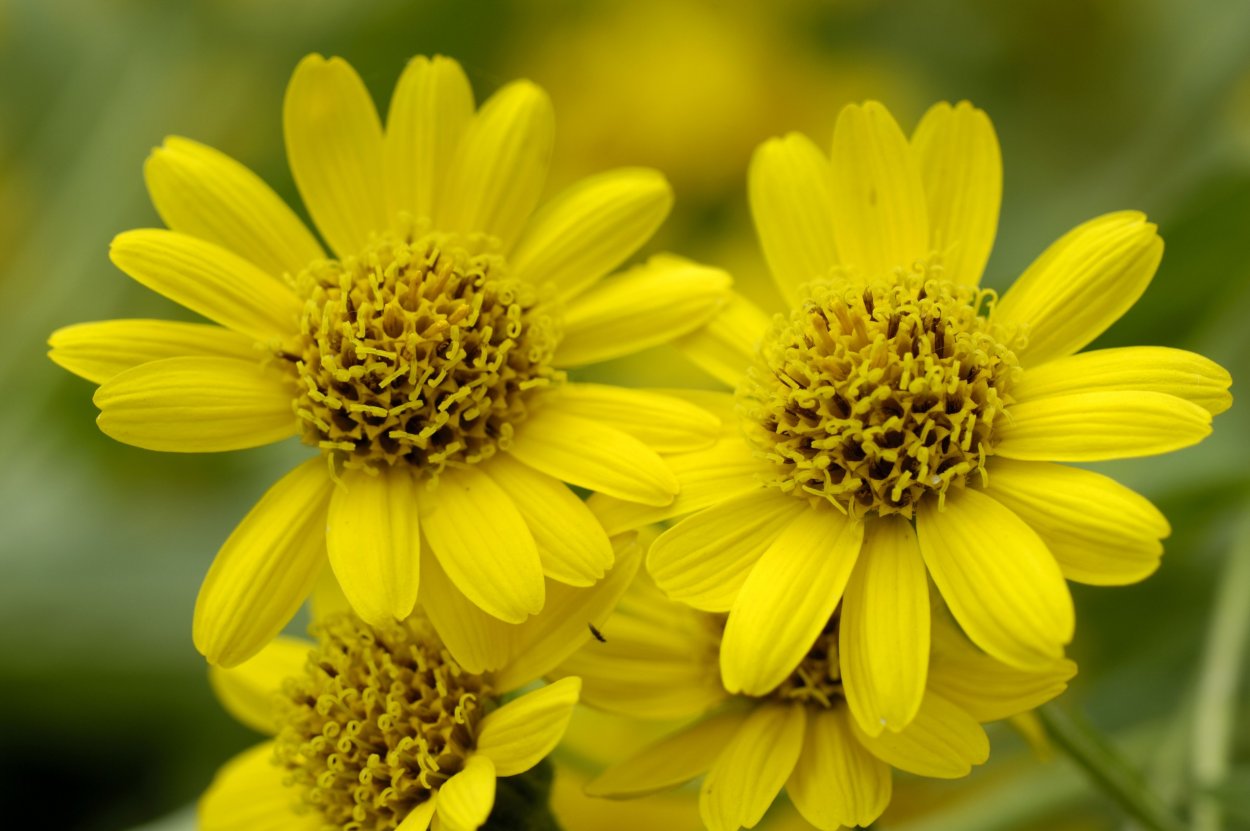 Арника Горная