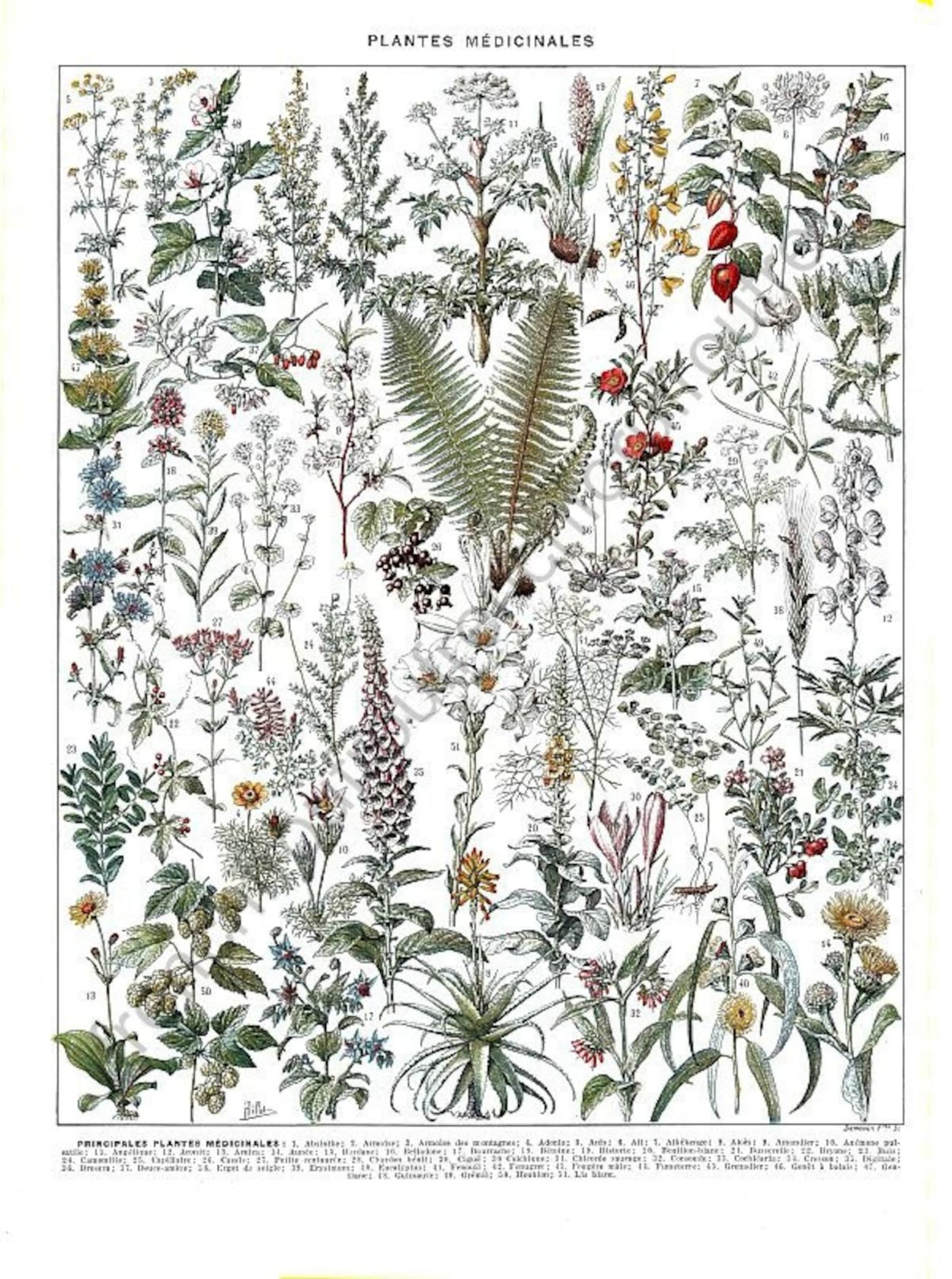 Стилизация растений