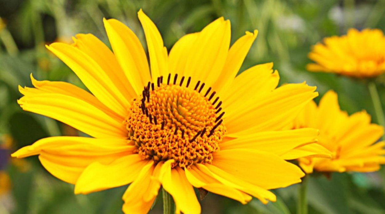 Растение Астровые Арника