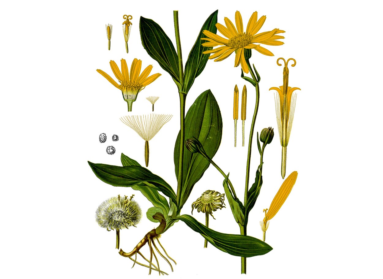 Арника Лессинга