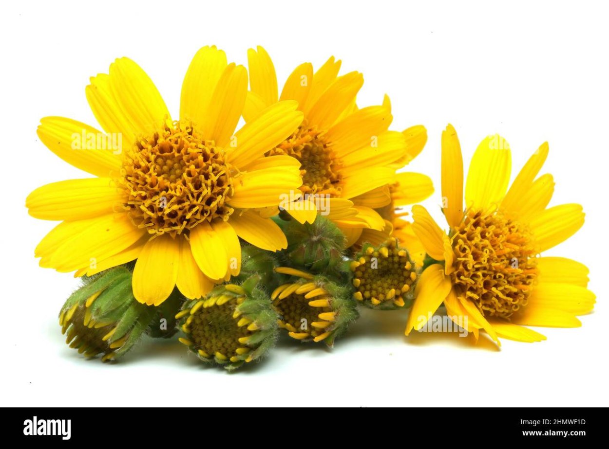 Арника маньчжурская