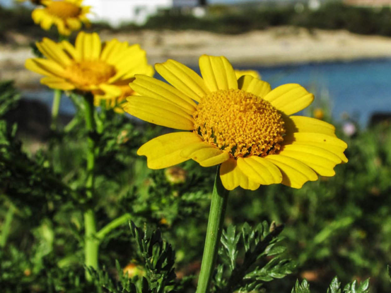 Арника Горная