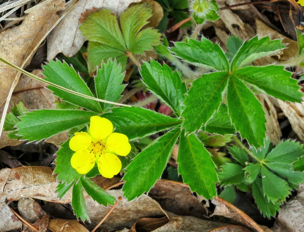 Курильский чай (лапчатка)