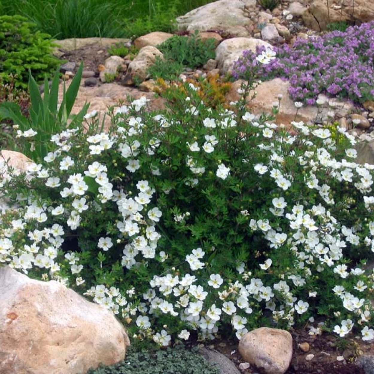 Пиретрум девичий