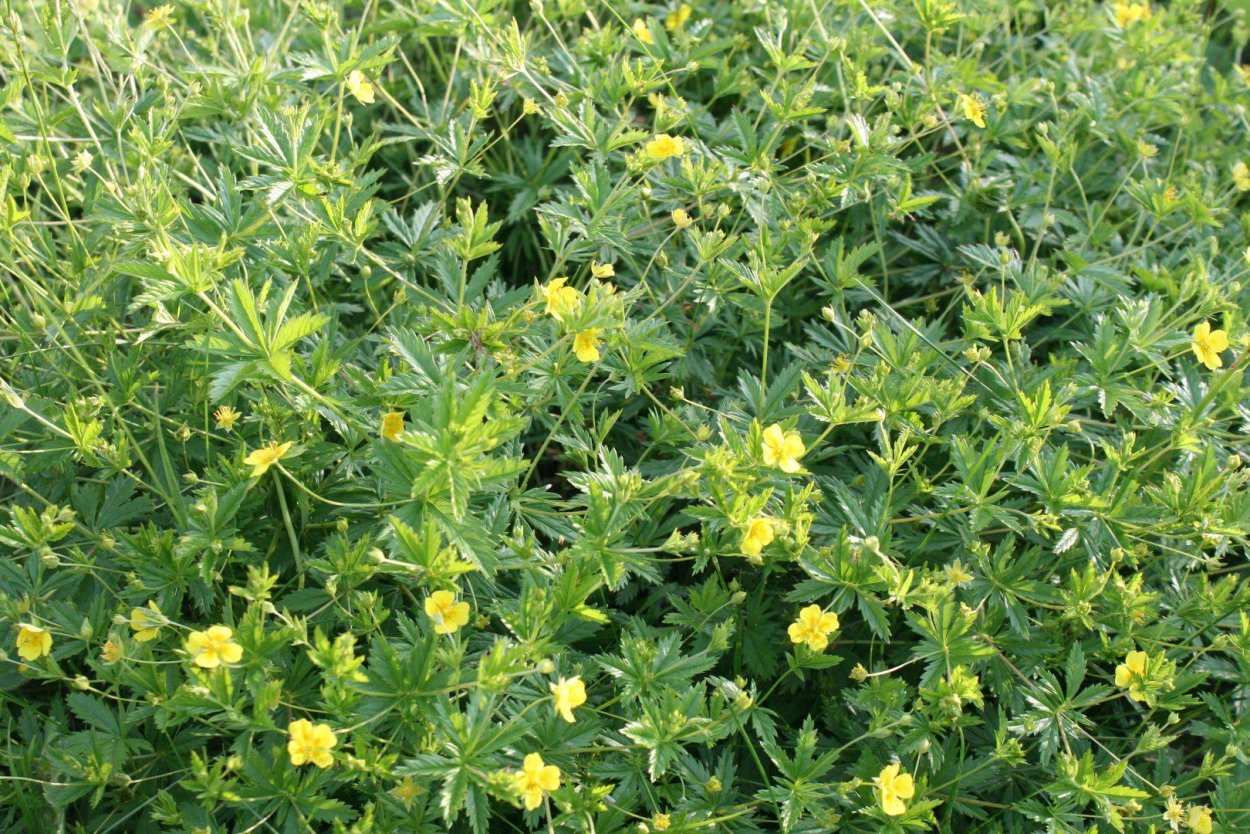 Лапчатка прямостоячая калган