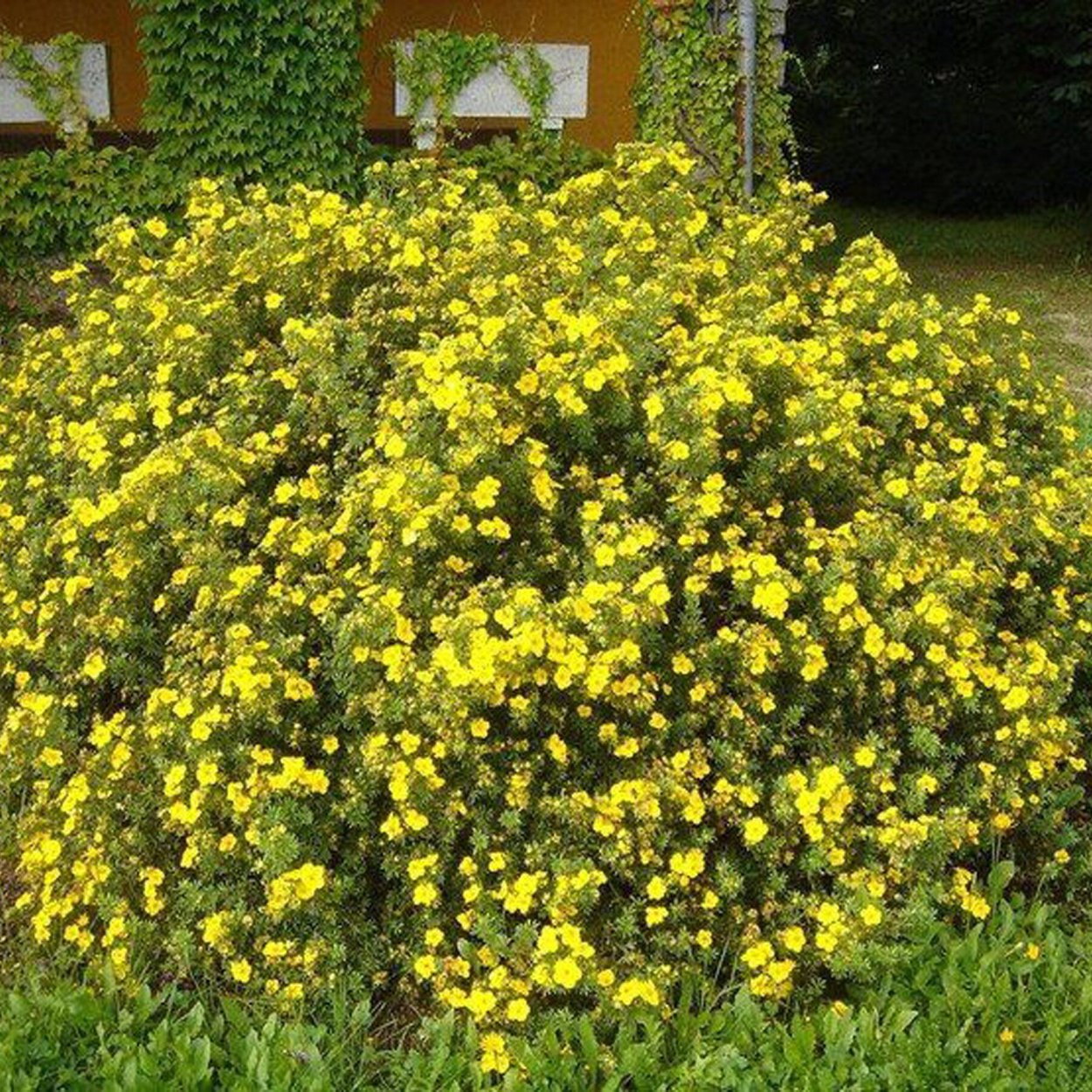 Лапчатка кустарниковая Snowbird