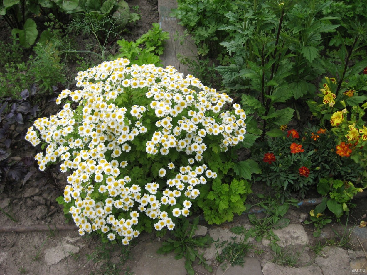 Портулак огородный