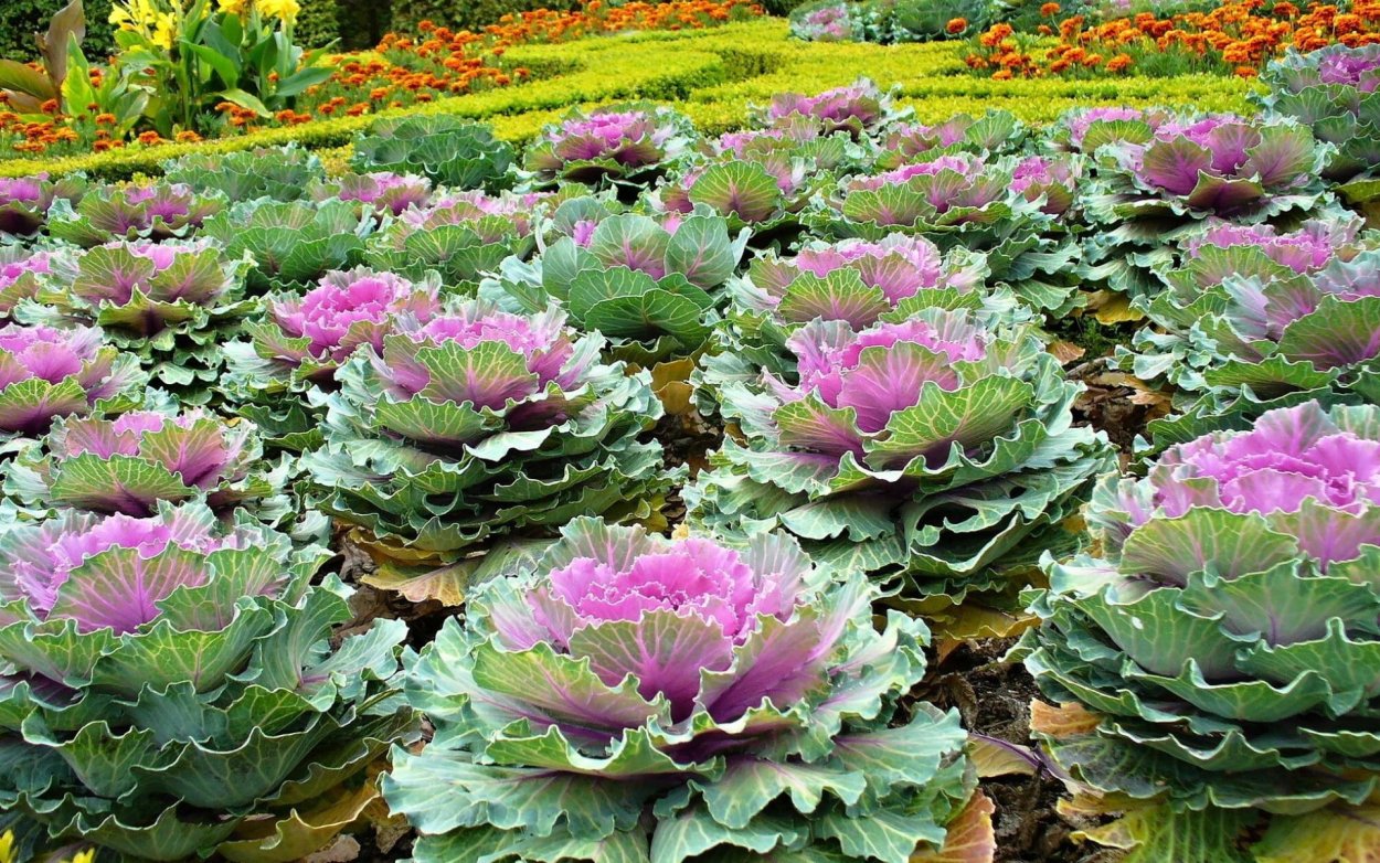 Капуста декоративная Сансет