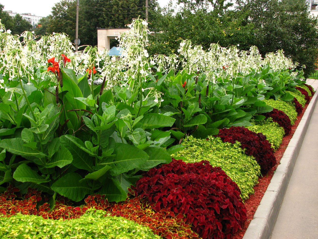 Колеус на клумбе