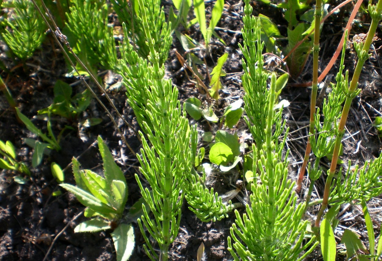 Хвощ полевой Equisetum arvense l.