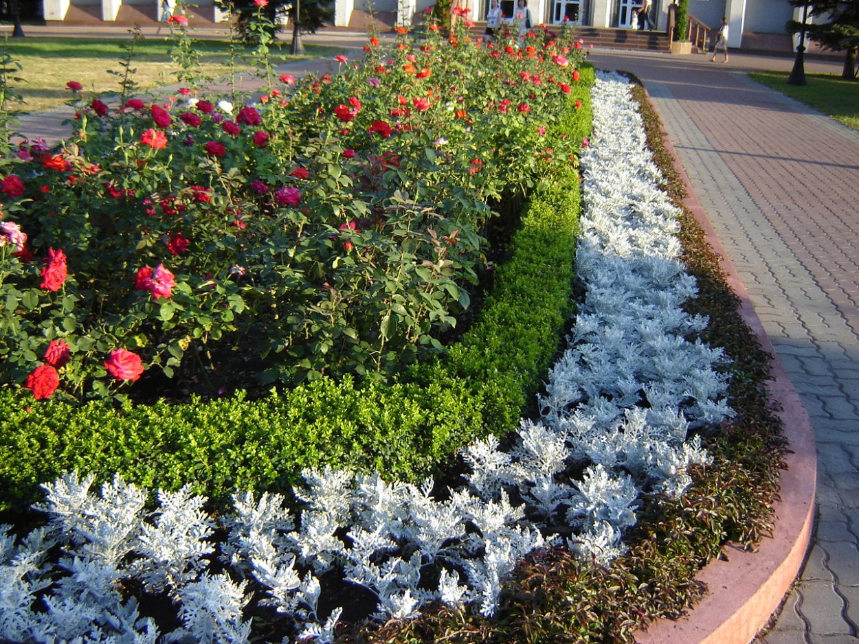 Кохия и алиссум