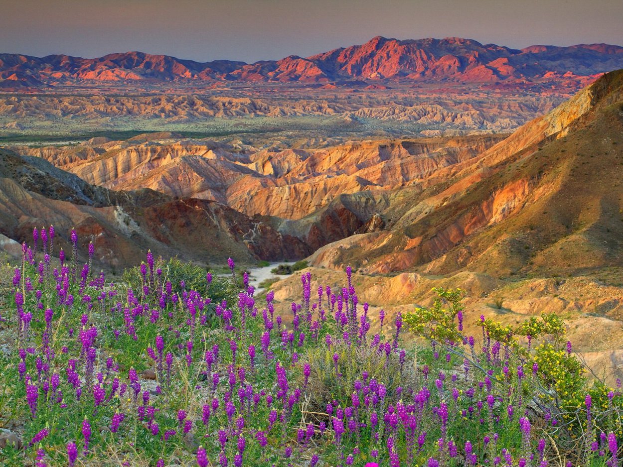 Пустыня Анза Боррего Калифорния