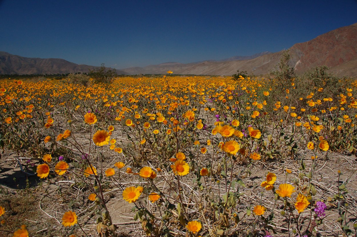 Пустыня Анза Боррего