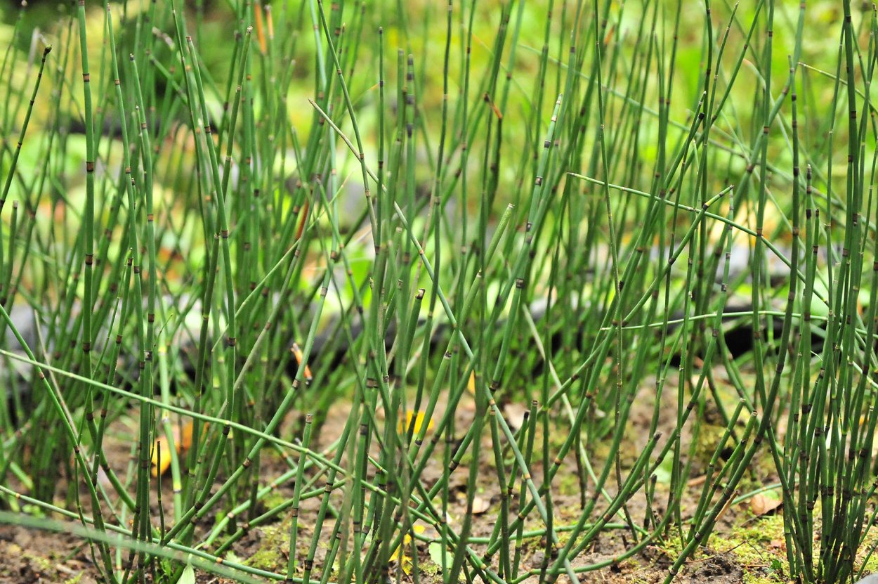 Стробил хвоща