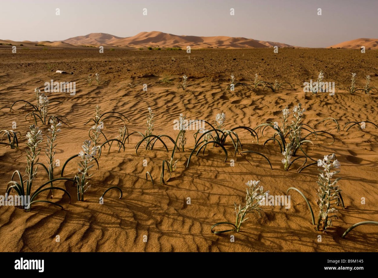 Калахари пустыня цветение