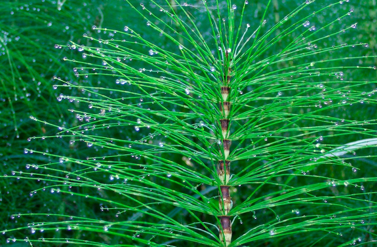 Строение летнего побега хвоща полевого