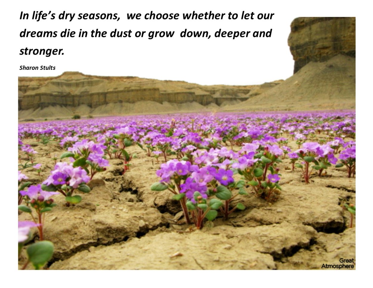 Цветение пустыни Атакама лилии