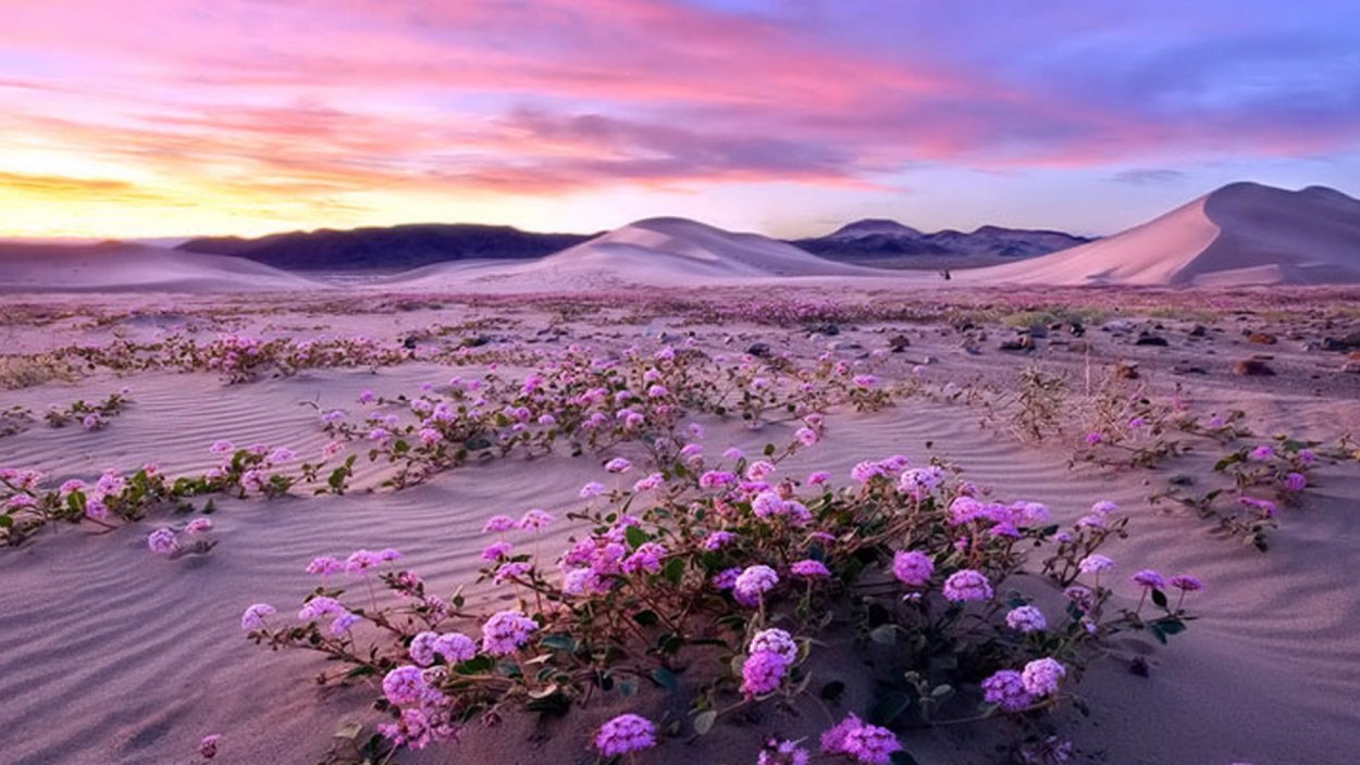 Атакама цветет