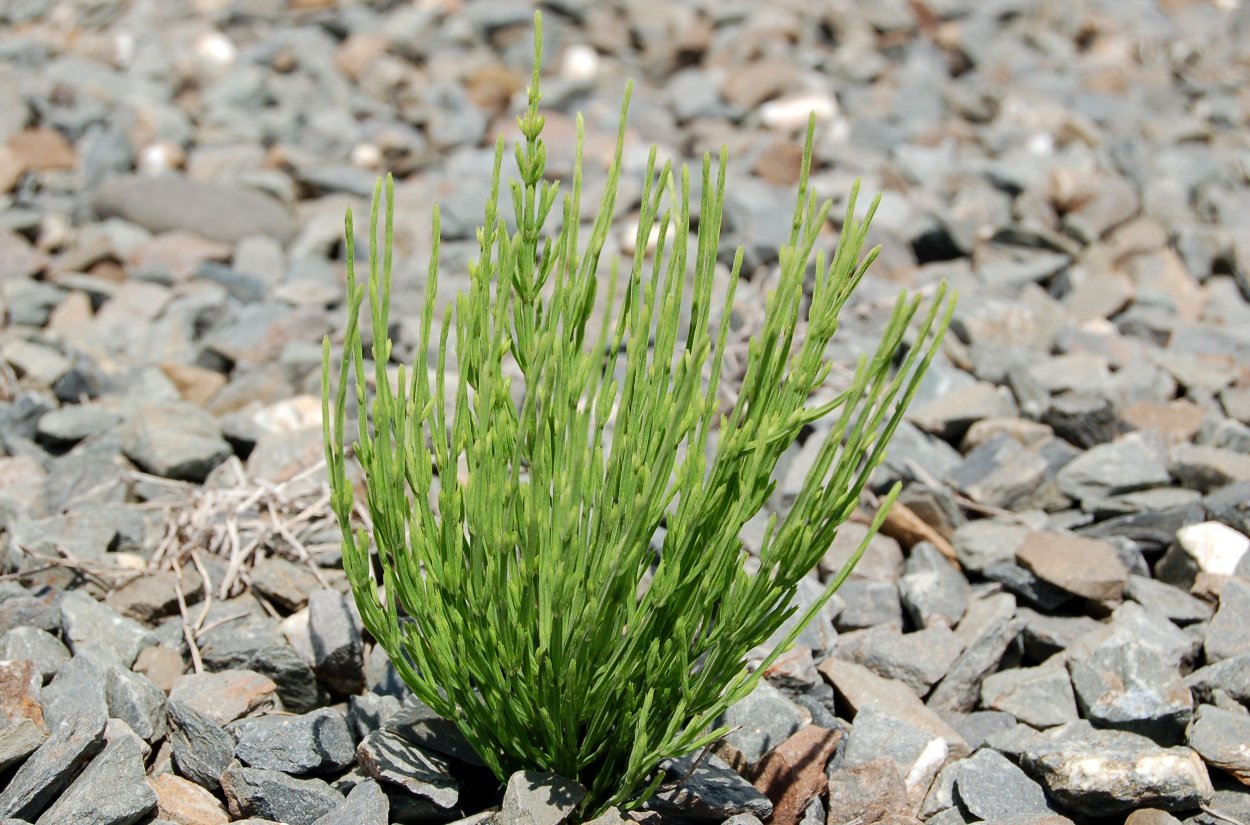 Растения ельника