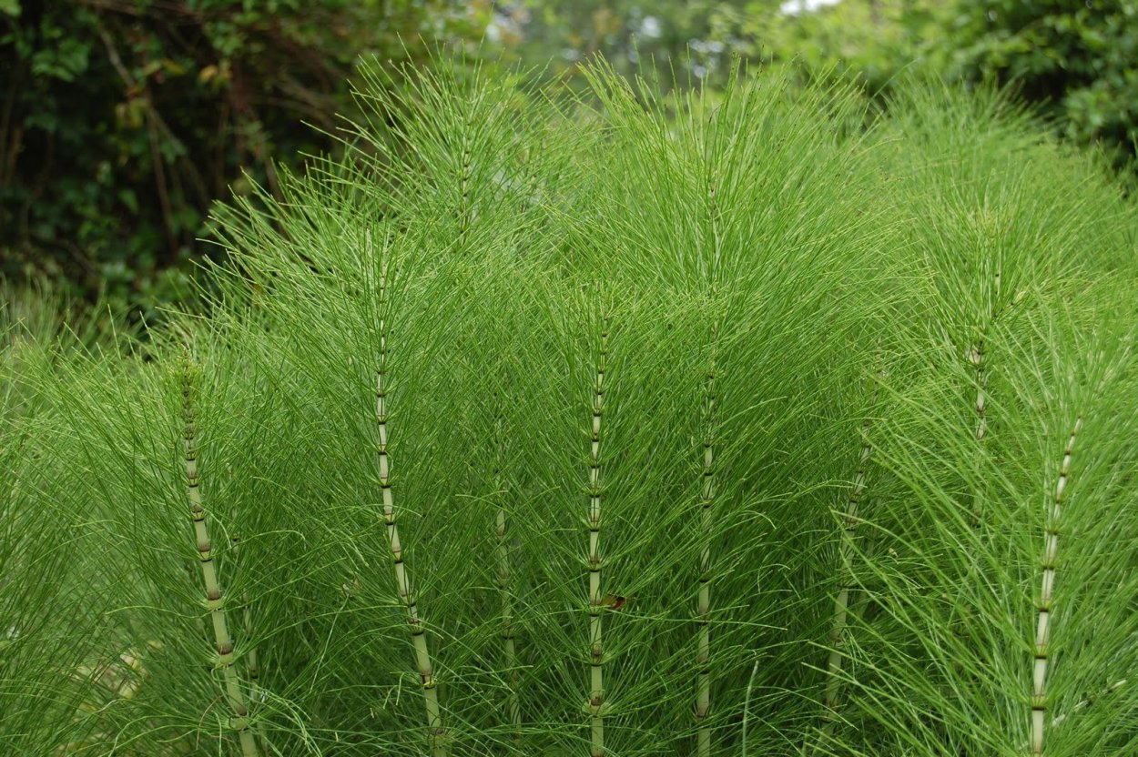 Хвощ полевой (Equisetum arvense)