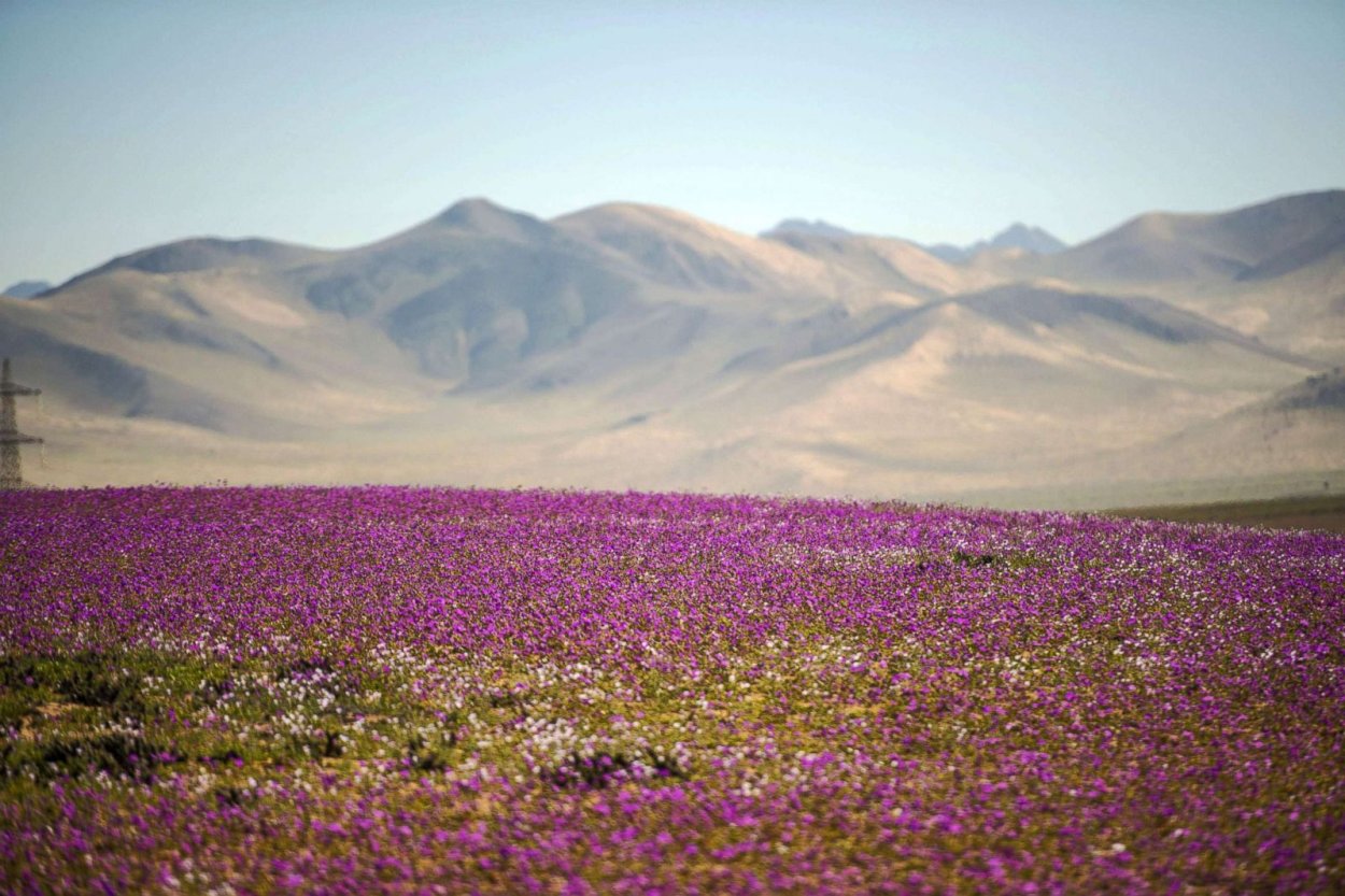 Цветущая пустыня Атакама, Чили
