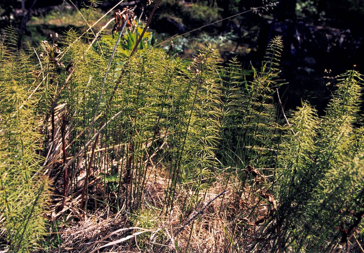 Хвощ полевой (Equisetum arvense)
