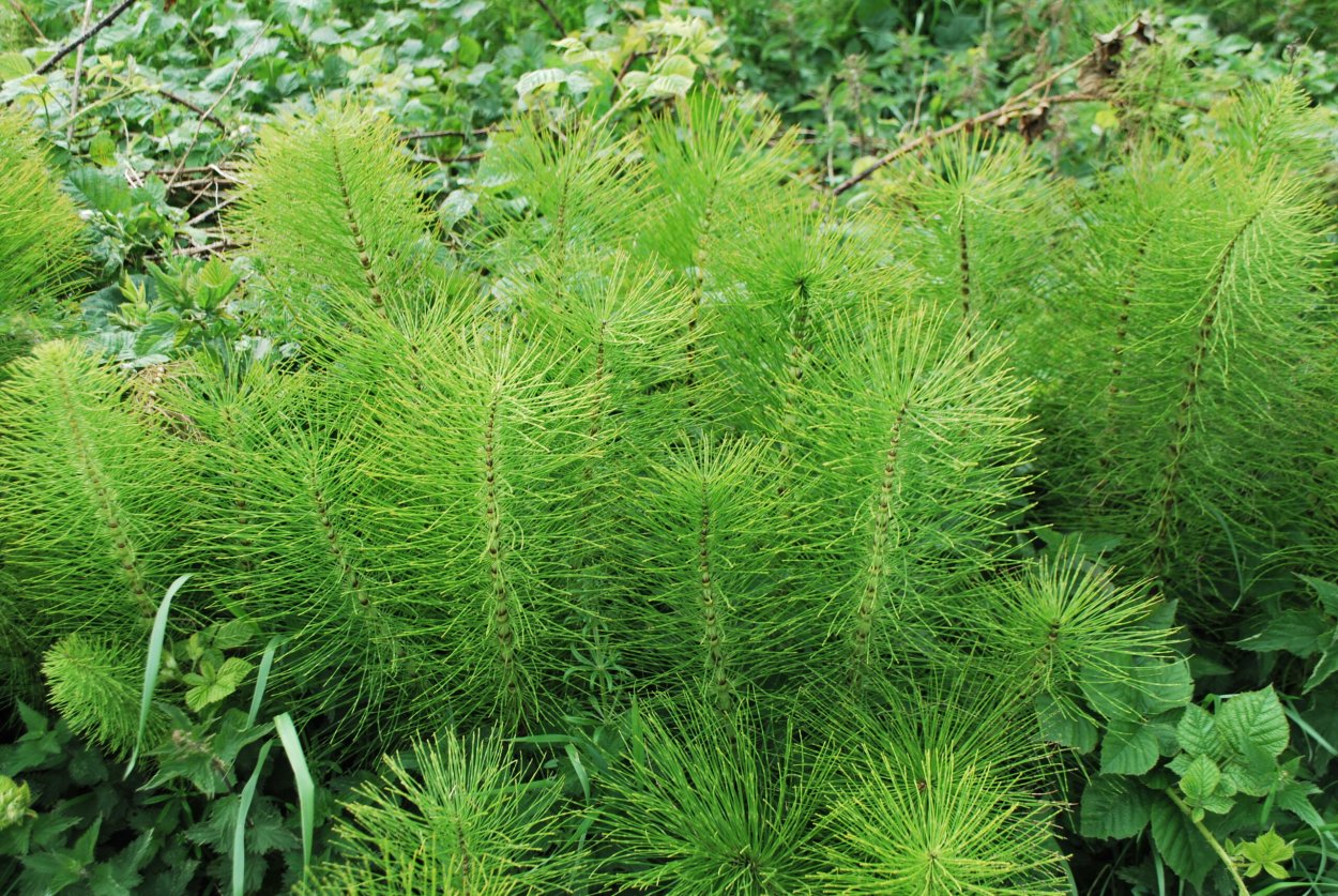Хвощ (Equisetum)
