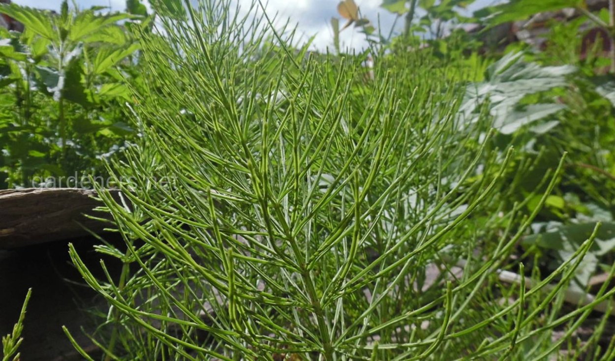 Equisetum arvense стебель