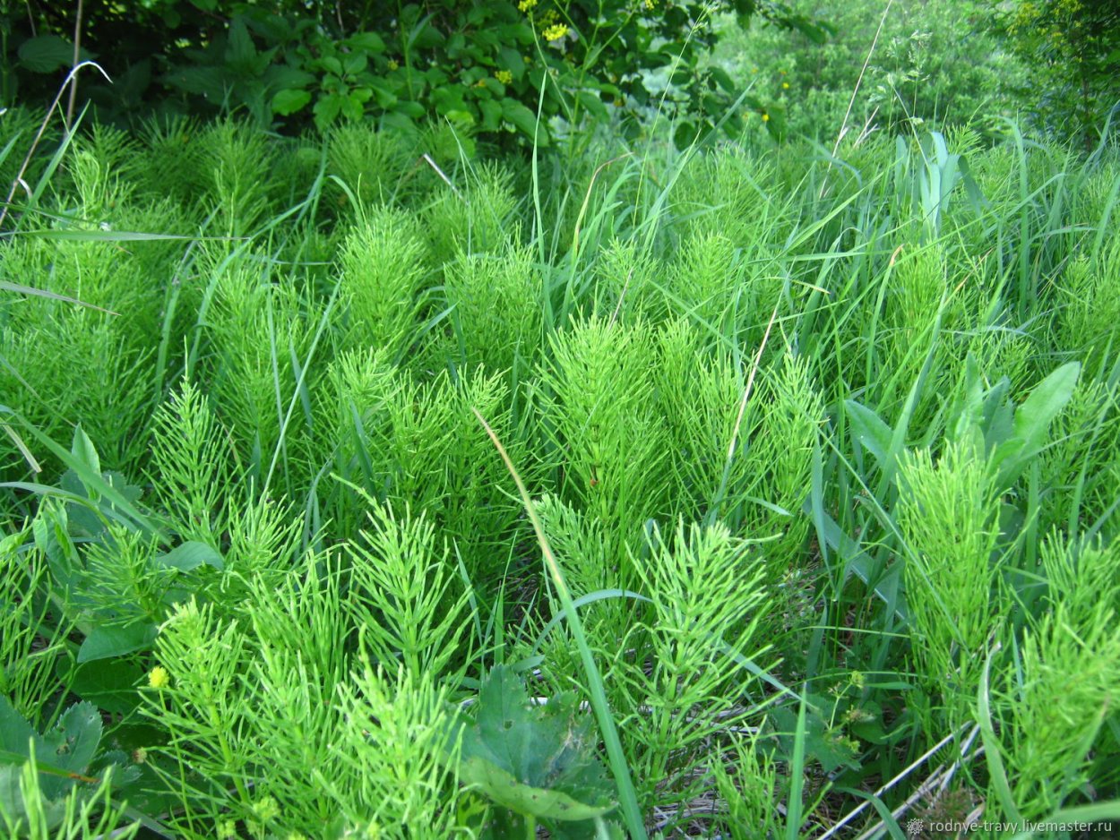 Хвощ Приречный (Equisetum fluviatile)