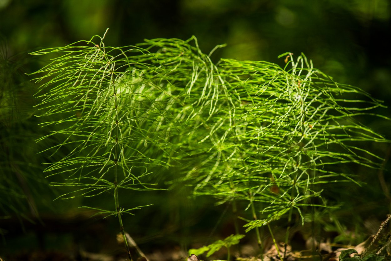 Хвощ Плантариум