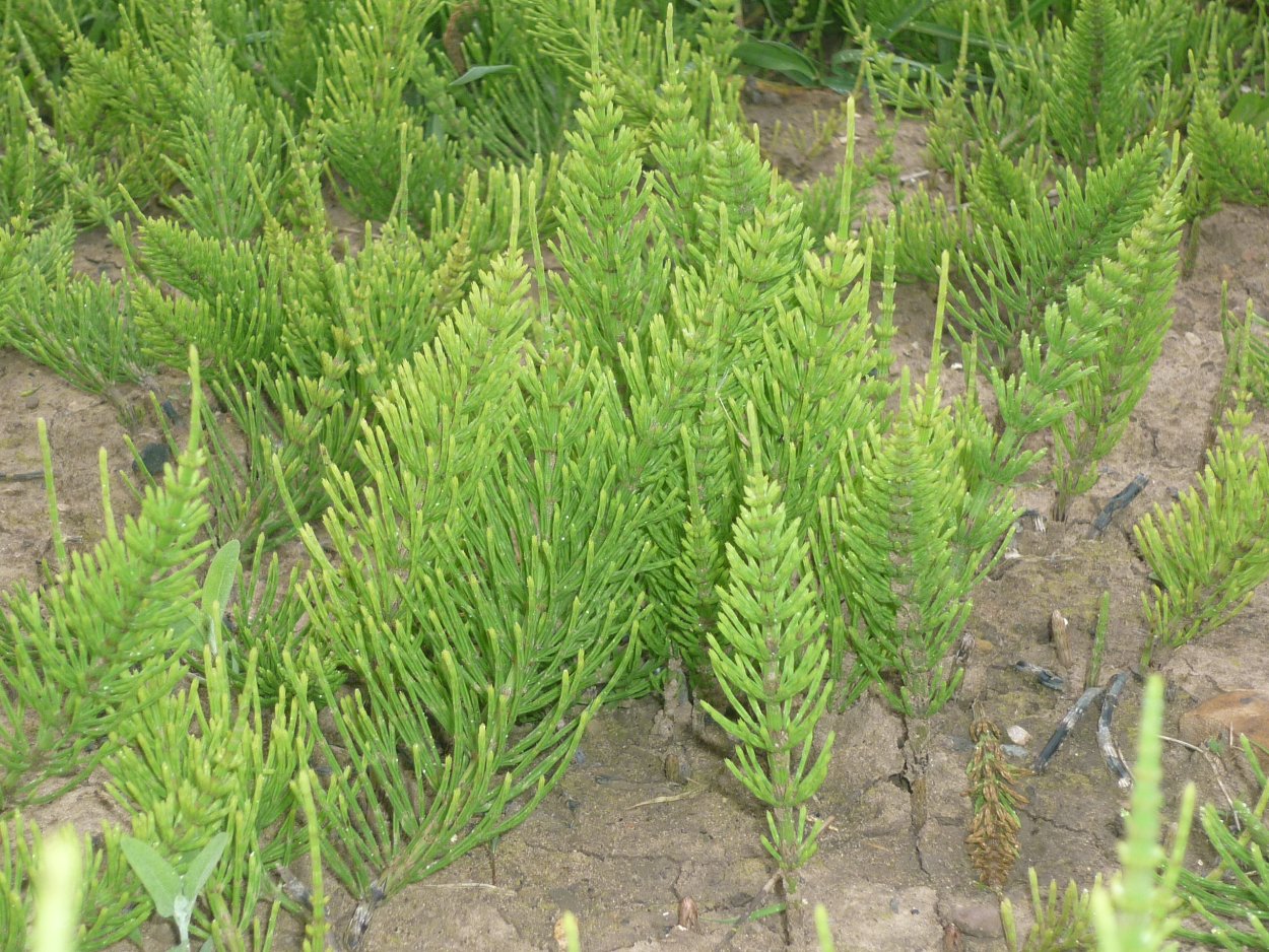 Хвощ многощетинковый