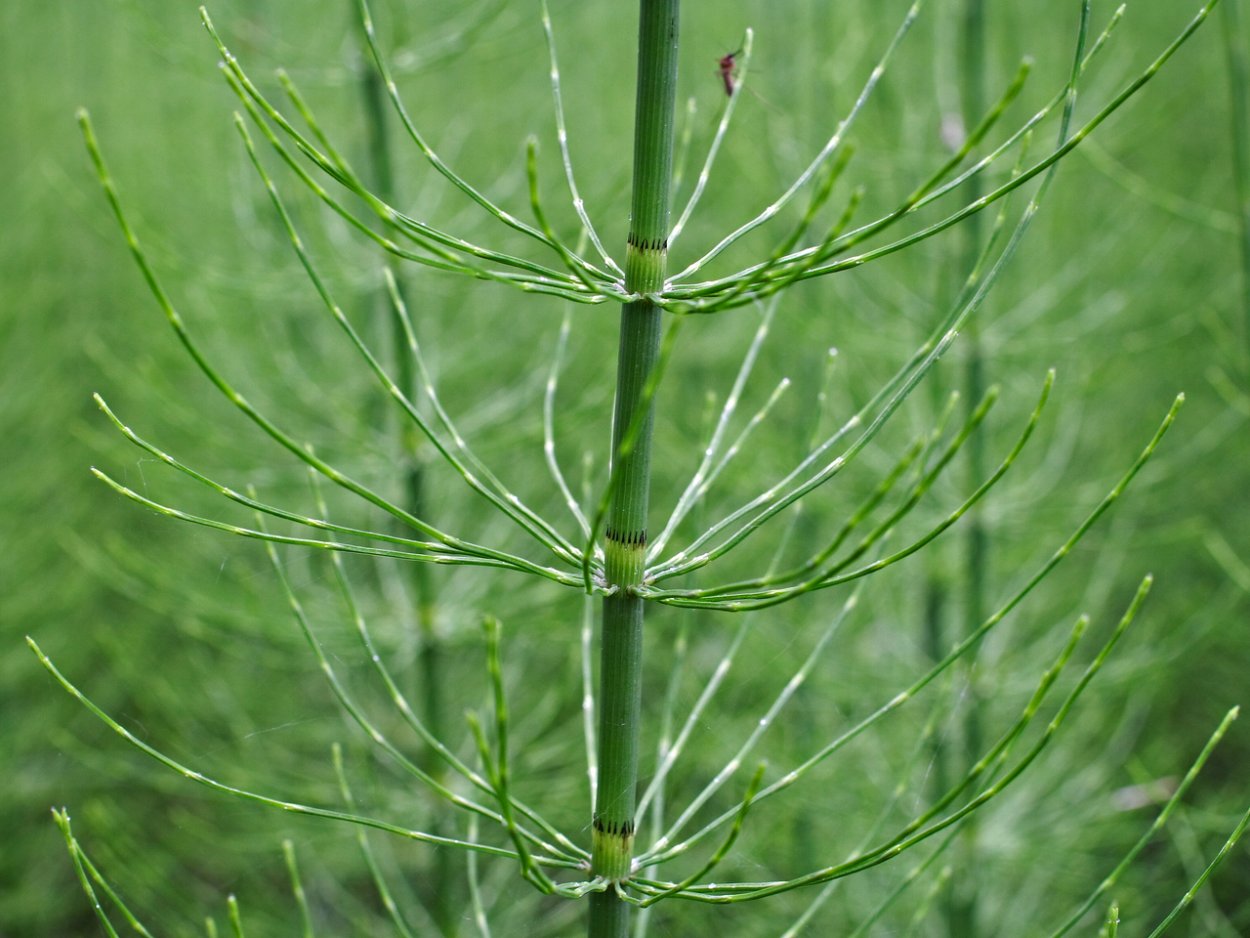 Хвощ Луговой Equisetum pratense