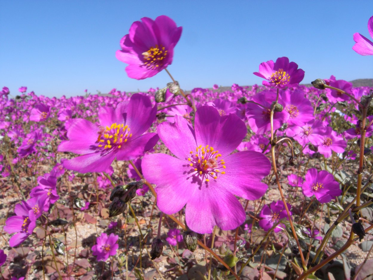 Цветковые растения пустыни Атакама