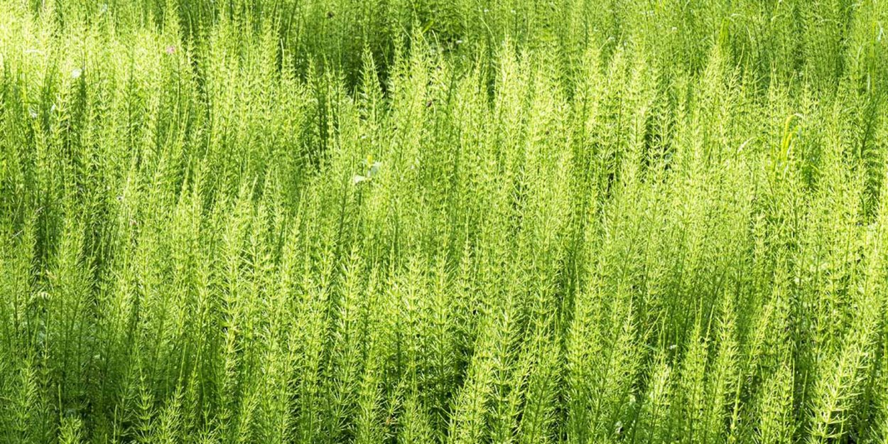 Хвощ Плантариум