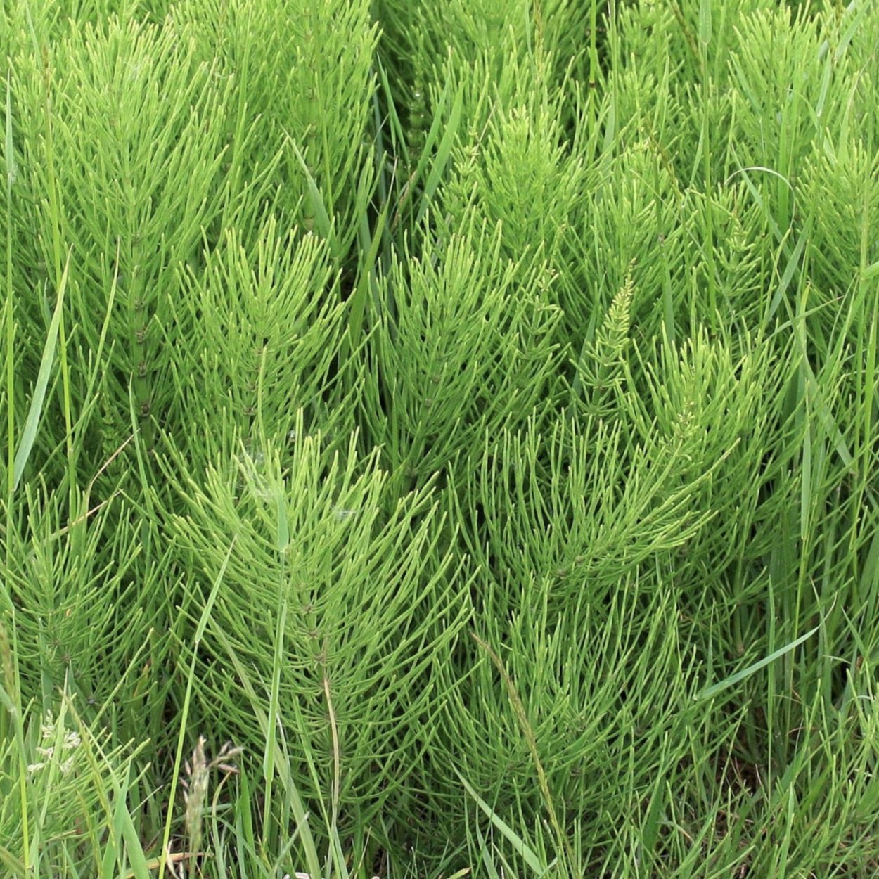 Хвощовые растения названия