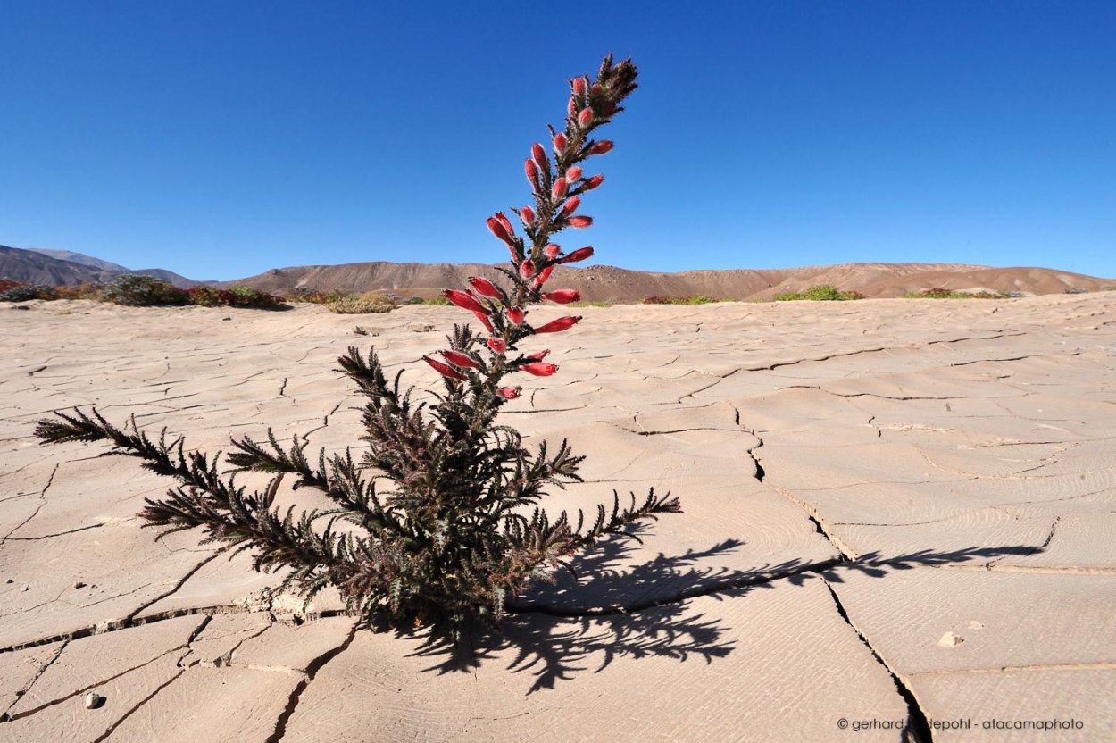 Флора пустыни Атакама