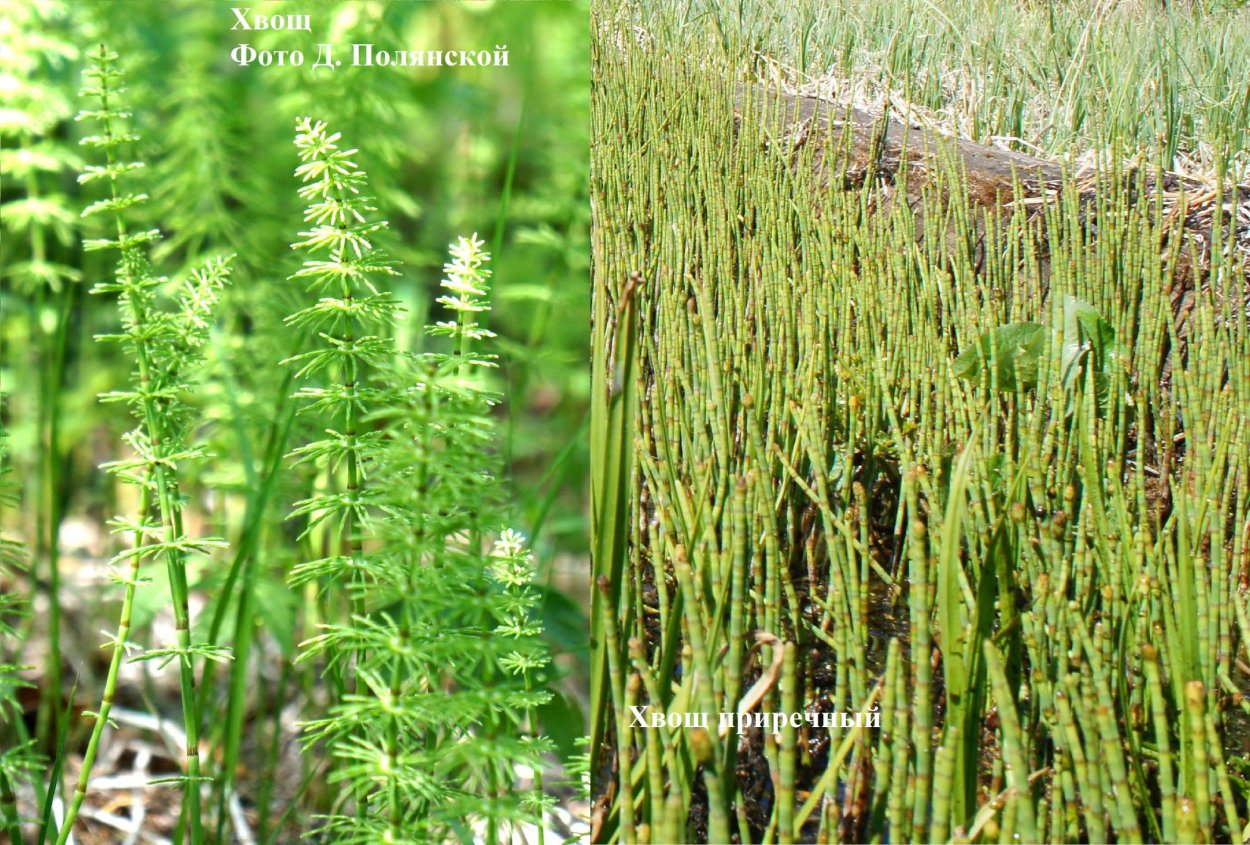 Канифер хвойный