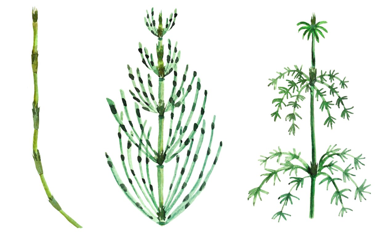 Хвощ полевой