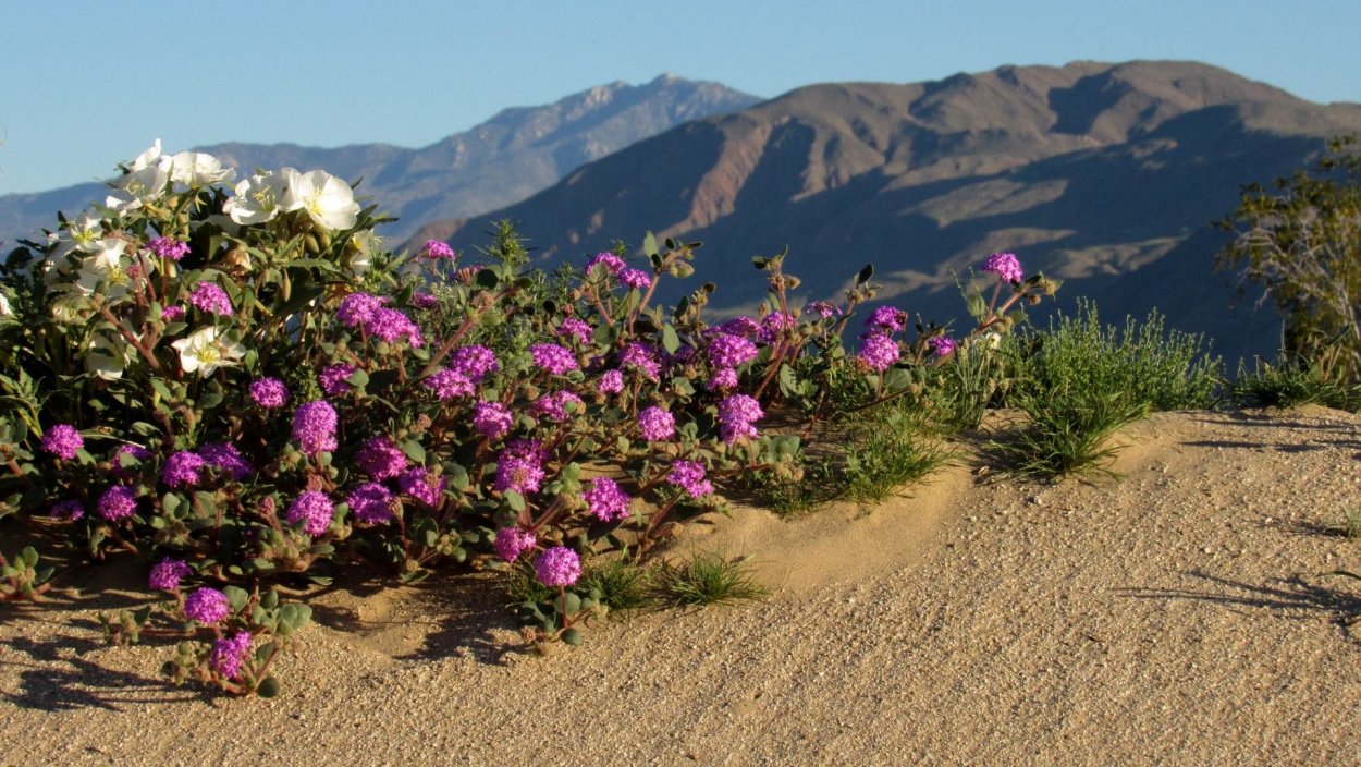 Цветущая пустыня Негев в Израиле